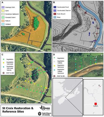 High sedimentation rates lead to rapid vegetation recovery in tidal brackish wetland restoration